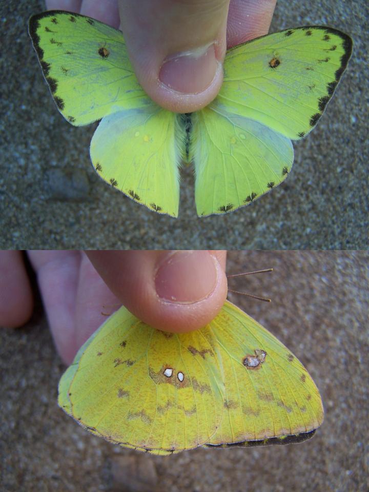 FIGURE 3i FIGURE 3i